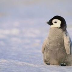 thumb_thumb_penguin1.jpg